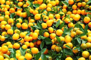 Mandarin Çince yeni yıl için