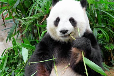 dev panda bambu yiyor.