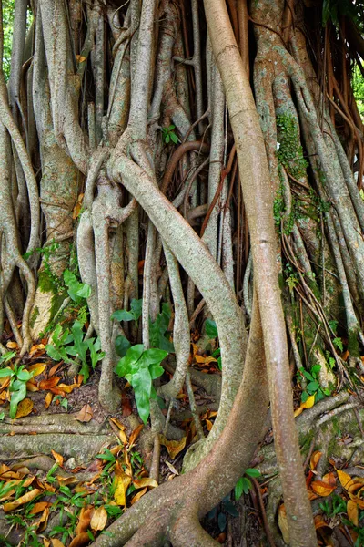 Raíz de árbol — Foto de Stock