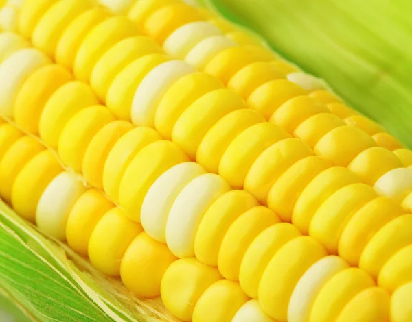 Corn texture — Stock Photo, Image