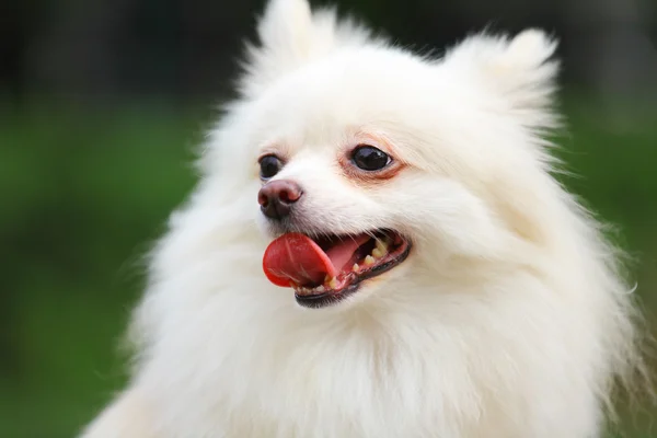 白いポメラニアン犬 — ストック写真