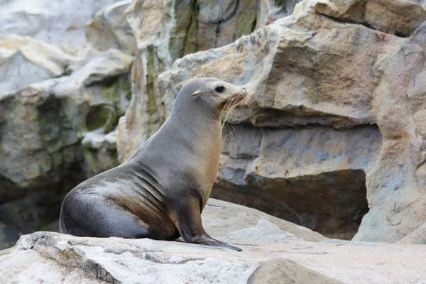 Sello en roca — Foto de Stock