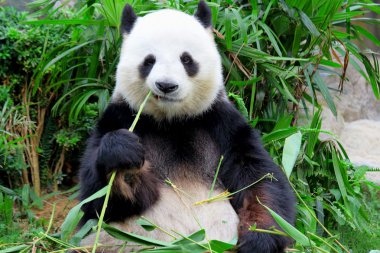 panda eating bamboo clipart