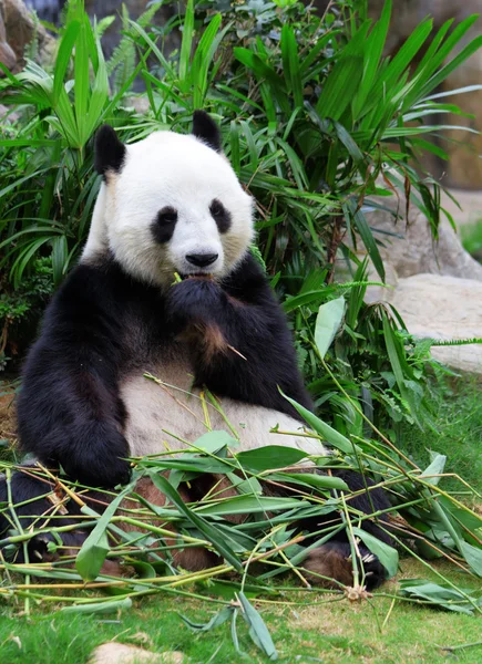 Panda géant mangeant du bambou — Photo