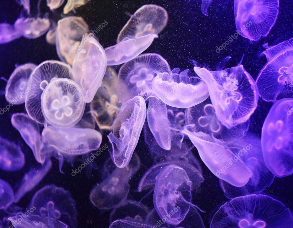 Jellyfish — Stock Photo © leungchopan 22819964