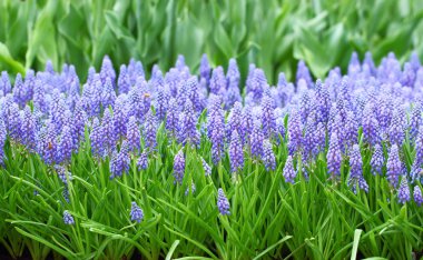 Çiçek, muscari botryoides
