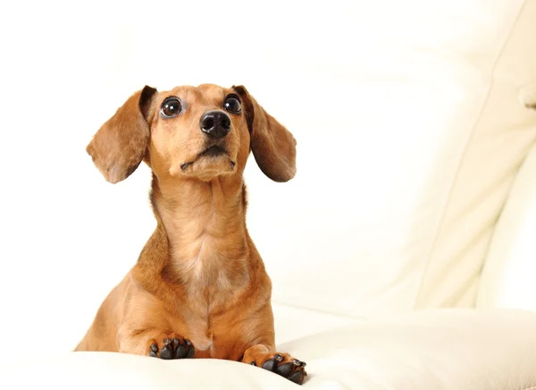 Cão dachshund no sofá — Fotografia de Stock