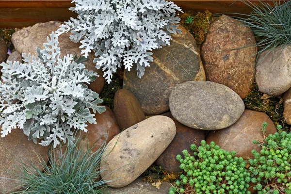 Pianta su pietra di roccia — Foto Stock