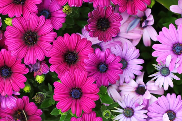 Flower field — Stock Photo, Image