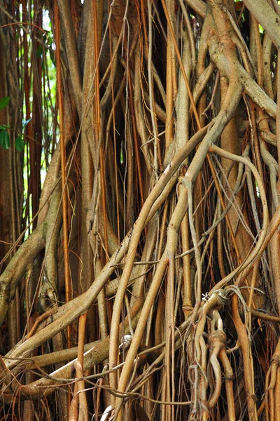 Tree roots — Stock Photo, Image