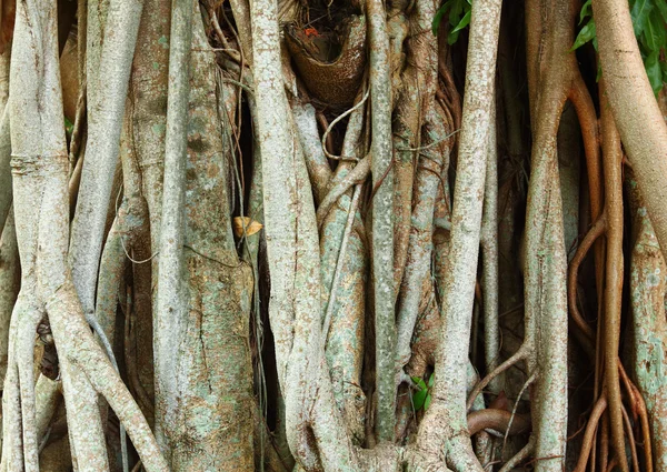 Raíces de árboles — Foto de Stock