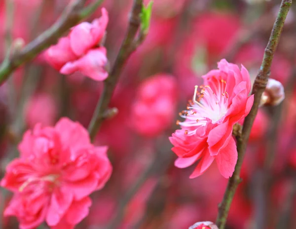 Pfirsichblütenblume — Stockfoto