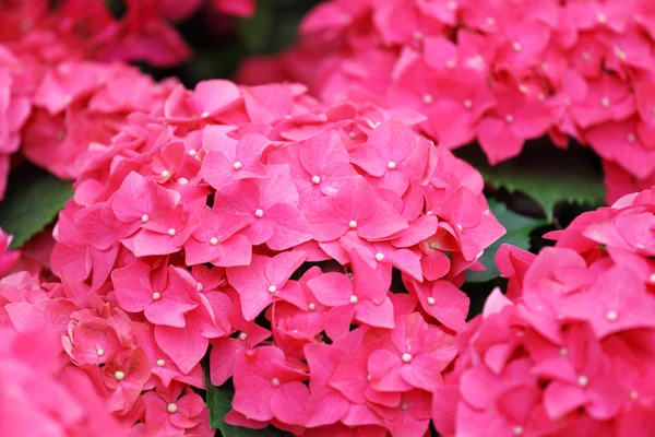 Flor de hortensia rosa — Foto de Stock