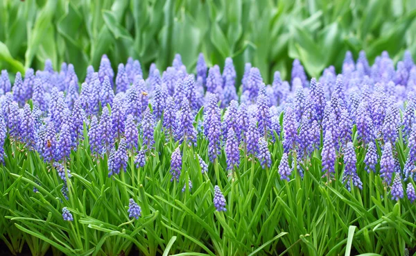 Flor, muscari botryoides — Fotografia de Stock