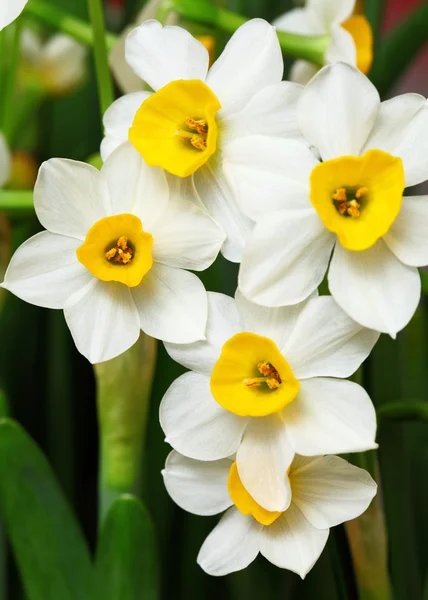 Нарцис квітка — стокове фото