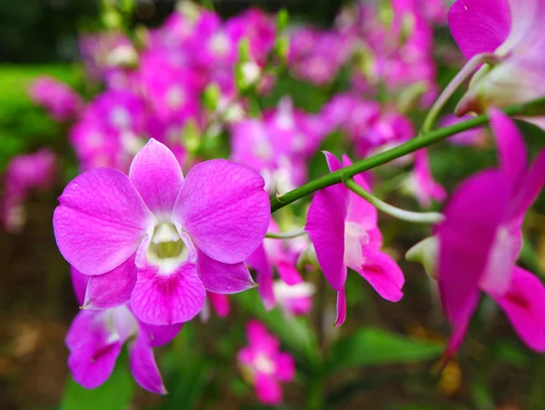 Gyönyörű színes orchidea virág — Stock Fotó