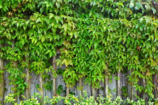 常春藤植物墙上 — 图库照片