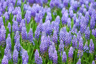 Çiçek, muscari botryoides