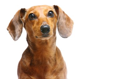 Dachshund Köpek
