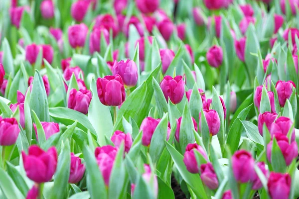 紫のチューリップの花 — ストック写真