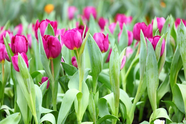 紫のチューリップの花 — ストック写真