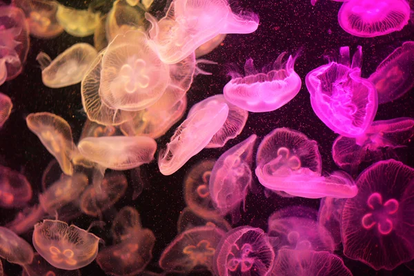 Jellyfish — Stock Photo, Image