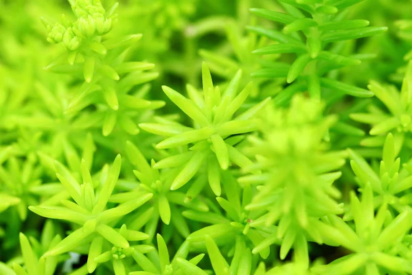 Green plant — Stock Photo, Image