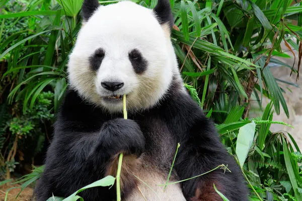 Panda comendo folha de bambu — Fotografia de Stock