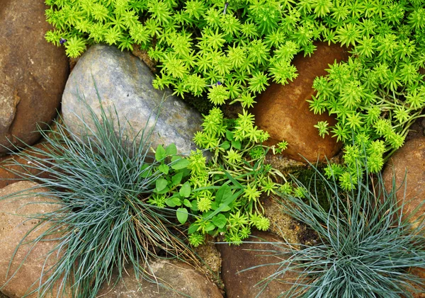 Plant groeit tussen steen — Stockfoto