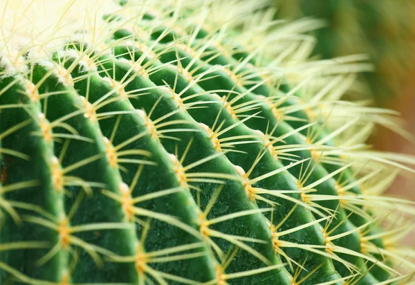 Kaktus — Stockfoto