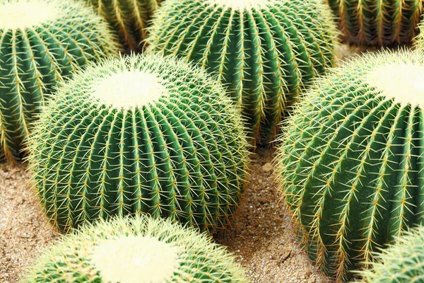 Cactus — Stock Photo, Image