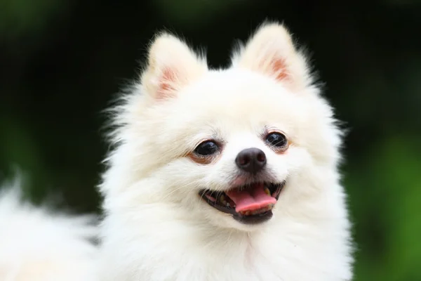 Witte Pommeren hond — Stockfoto