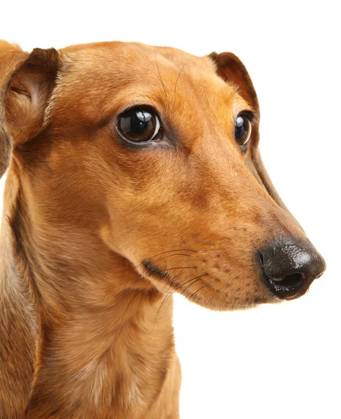 Perro salchicha marrón — Foto de Stock