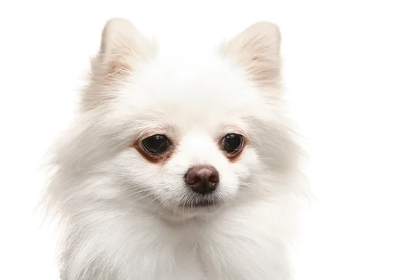 Λευκό pomeranian σκύλος — Φωτογραφία Αρχείου