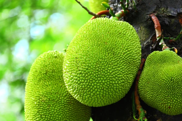 Jack fruit on tree — Stock Photo, Image