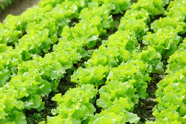 Planta de alface em campo — Fotografia de Stock