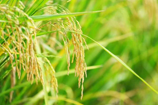 Campo de arroz paddy — Fotografia de Stock