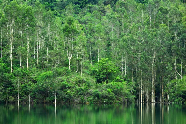 Forest with lake — Stock Photo, Image