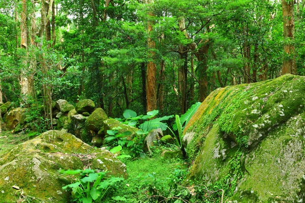 Dschungel — Stockfoto