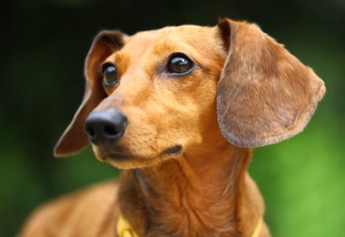 Dachshund Köpek