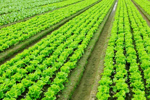 Салат завод в поле — стоковое фото