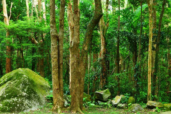 Dżungla — Zdjęcie stockowe