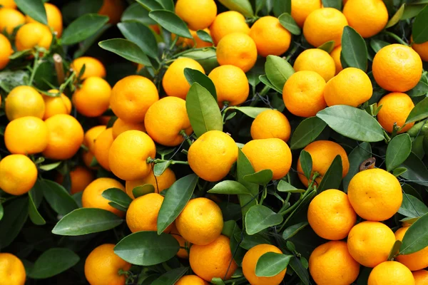 Kumquat for chinese new year — Stock Photo, Image