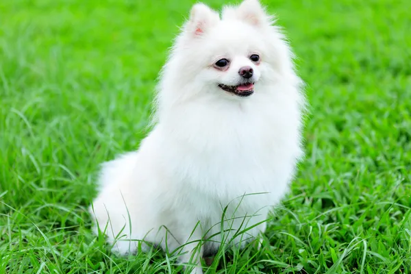 White pomeranian dog — Stock Photo, Image