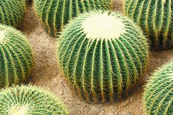 Cactus — Stock Photo, Image