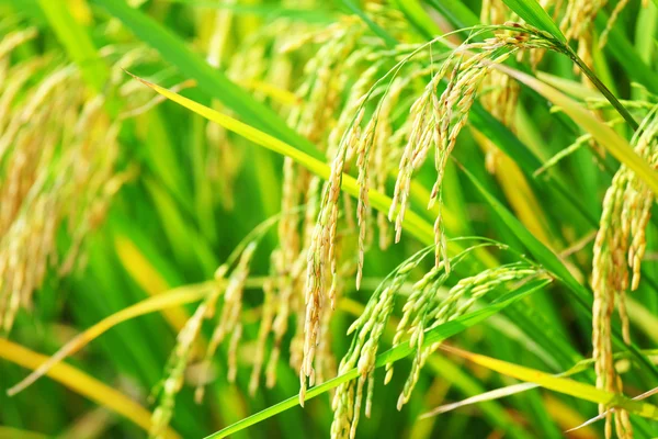 Arroz con cáscara en el campo —  Fotos de Stock