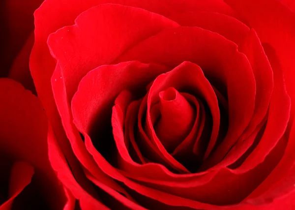 Rose close up — Stock Photo, Image