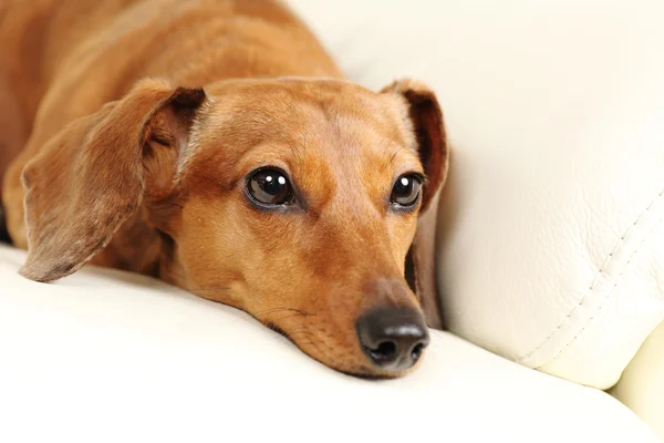 Teckel hond op sofa — Stockfoto