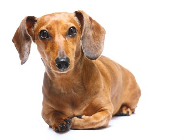 Dachshund Köpek