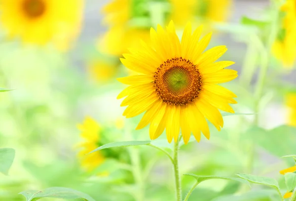 Girasol — Foto de Stock